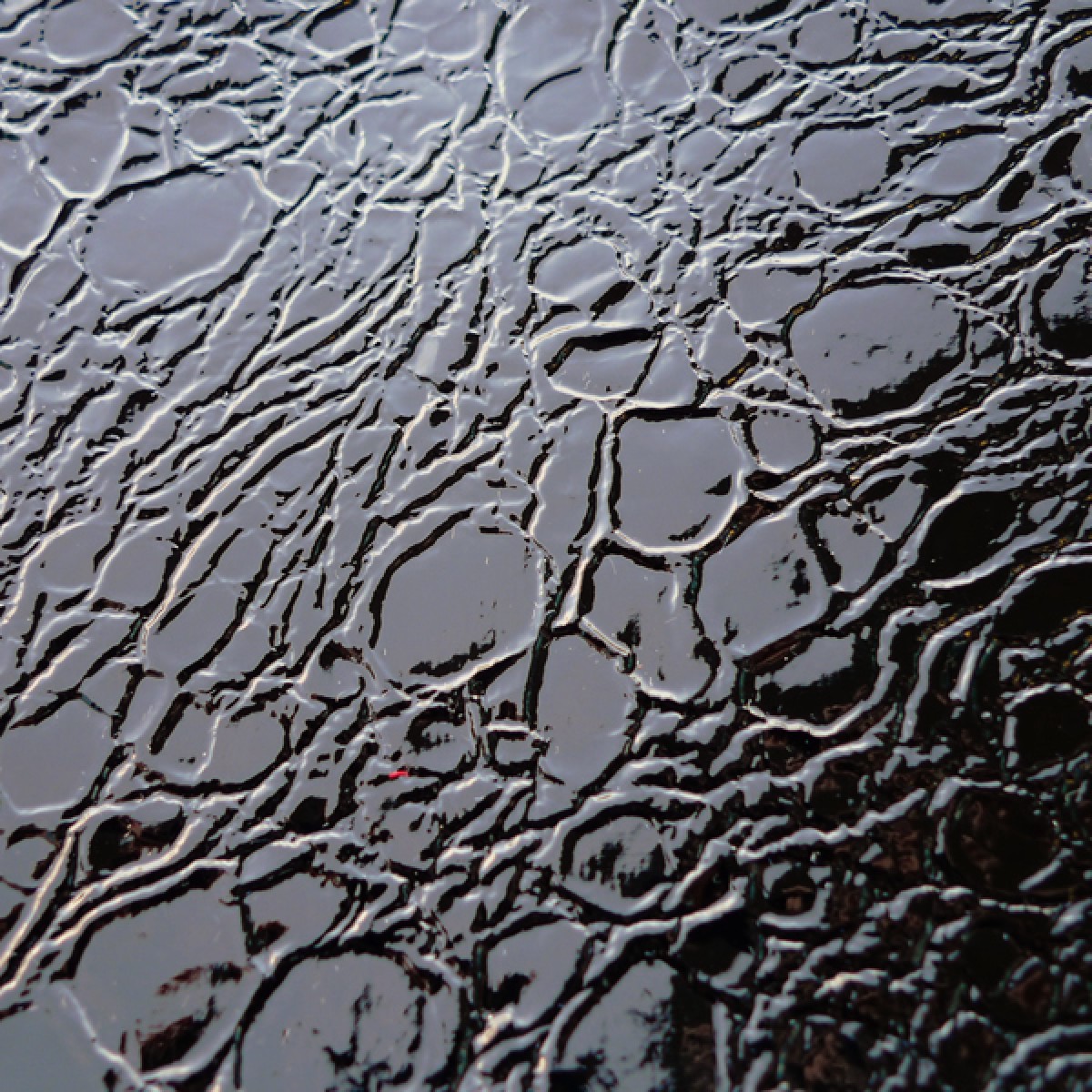 #077 Patent Black Croc